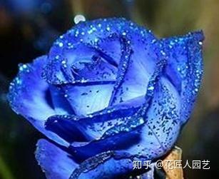 爆料蓝色妖姬视频大全最新,最新视频大全大揭秘 第2张 爆料蓝色妖姬视频大全最新,最新视频大全大揭秘 第2张