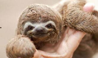 动物奶油爆料视频,视频爆料揭露行业黑幕 第1张 动物奶油爆料视频,视频爆料揭露行业黑幕 第1张